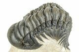 Curled Crotalocephalina Trilobite - Atchana, Morocco #275296-1